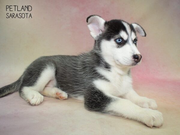 Siberian Husky-DOG-Female-Black & White-24823-Dream Tails Sarasota, Florida