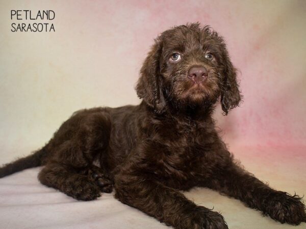 Labradoodle-DOG-Female-Chocolate-24824-Dream Tails Sarasota, Florida