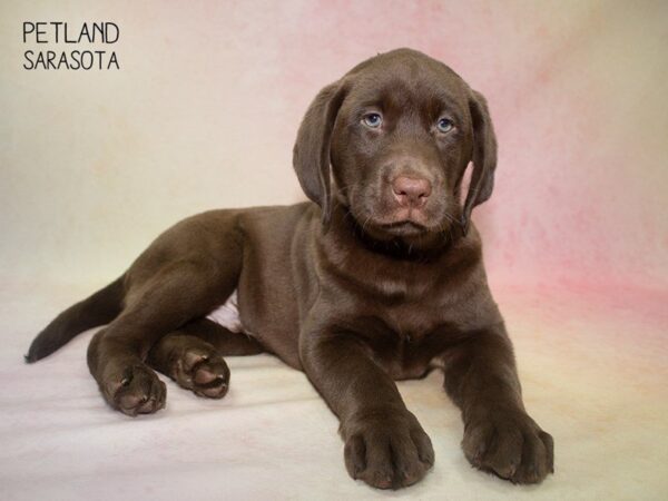 Labrador Retriever-DOG-Male-Chocolate-24825-Dream Tails Sarasota, Florida