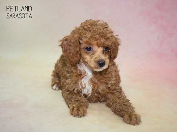 Poodle-DOG-Female-RED-24826-Dream Tails Sarasota, Florida