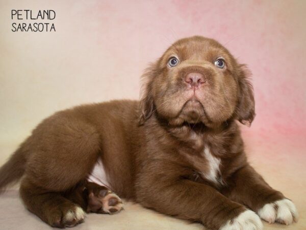 Mini Hippo-DOG-Male-chocolate white-24827-Dream Tails Sarasota, Florida