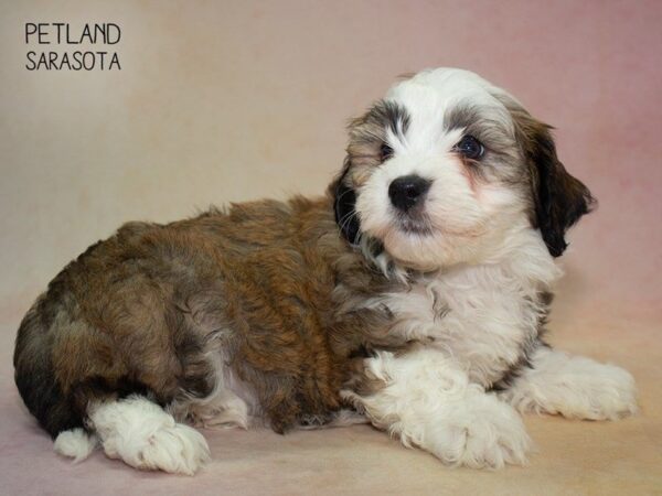 Havanese-DOG-Female-Brown White-24828-Dream Tails Sarasota, Florida