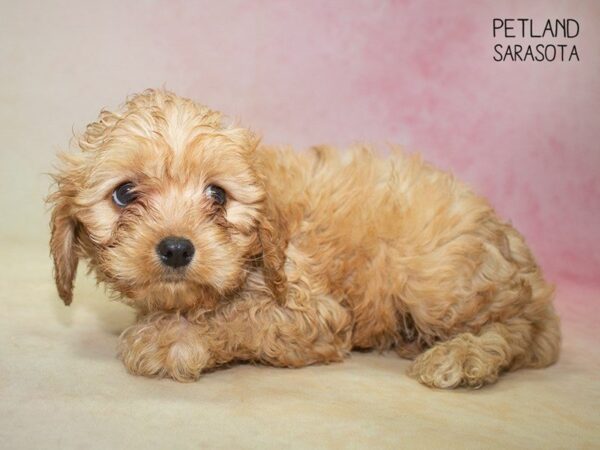 Cavapoo-DOG-Female-RED-24829-Dream Tails Sarasota, Florida