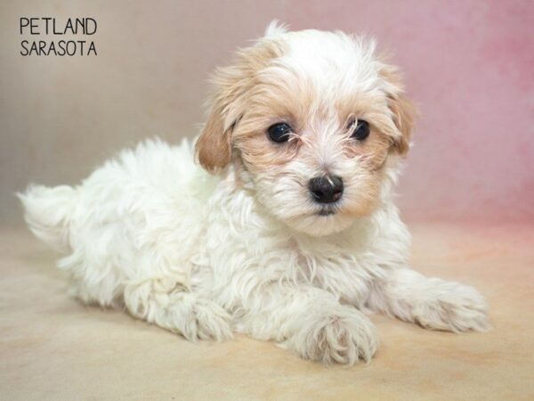 Maltipoo-DOG-Female-cream white-24830-Dream Tails Sarasota, Florida