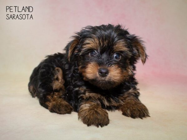 Yorkshire Terrier-DOG-Male-BLACK TAN-24831-Dream Tails Sarasota, Florida
