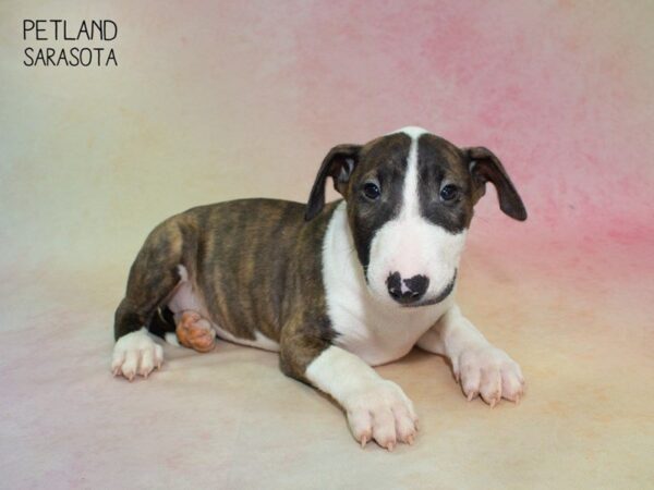 Bull Terrier-DOG-Female-brindle white-24832-Dream Tails Sarasota, Florida