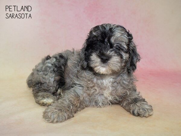 Cockapoo-DOG-Female-BLUE MERLE-24833-Dream Tails Sarasota, Florida