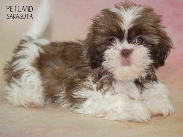 Shih Tzu-DOG-Female-BROWN WHITE-24834-Dream Tails Sarasota, Florida