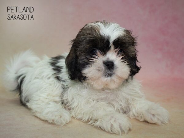 Shih Tzu-DOG-Male-brown White-24835-Dream Tails Sarasota, Florida