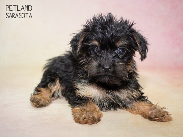 Yochon-DOG-Female-Black Tan-24836-Dream Tails Sarasota, Florida