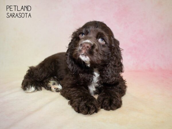 Cocker Spaniel-DOG-Male-CHOCOLATE  WHITE-24837-Dream Tails Sarasota, Florida