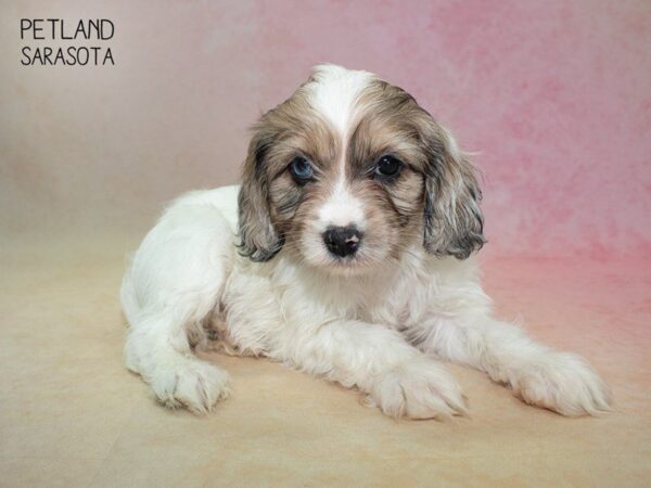 Cockachon-DOG-Male-Choc merle white-24838-Dream Tails Sarasota, Florida