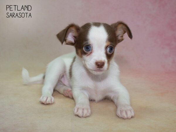 Chihuahua-DOG-Male-CHOC WHITE-24839-Dream Tails Sarasota, Florida