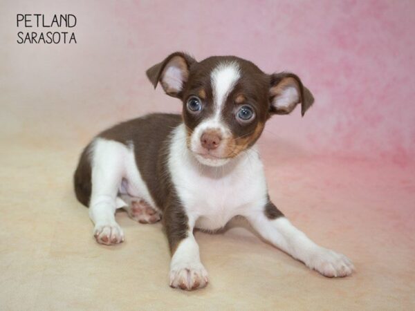 Chihuahua-DOG-Male-CHOC WHITE-24840-Dream Tails Sarasota, Florida