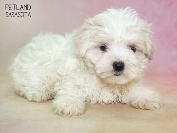Maltese-DOG-Female-White-24842-Dream Tails Sarasota, Florida