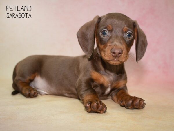 Dachshund-DOG-Male-CHOCOLATE TAN-24843-Dream Tails Sarasota, Florida