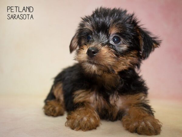 Yochon-DOG-Female-Black Tan-24844-Dream Tails Sarasota, Florida