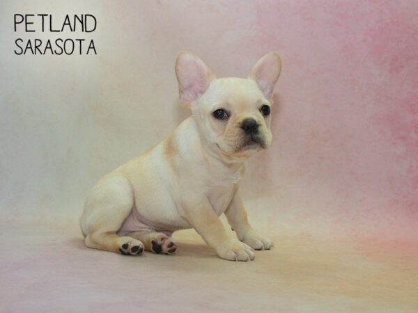 French Bulldog-DOG-Male-Cream White-24810-Dream Tails Sarasota, Florida