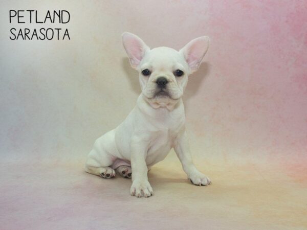 French Bulldog-DOG-Female-cream white-24811-Dream Tails Sarasota, Florida