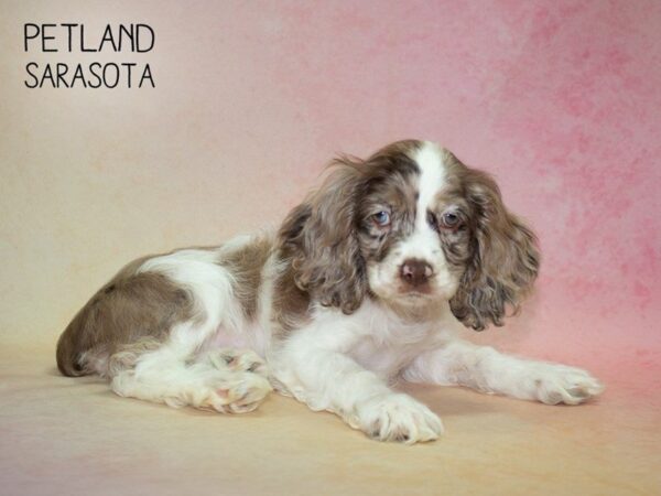 Cocker Spaniel-DOG-Male-Choc merle-24812-Dream Tails Sarasota, Florida