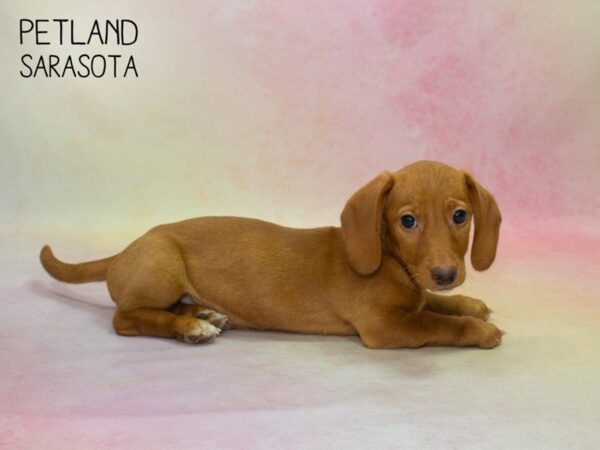 Dachshund-DOG-Male-RED-24814-Dream Tails Sarasota, Florida