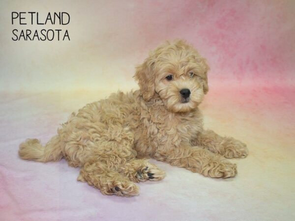 Cavapoo-DOG-Male-Red-24816-Dream Tails Sarasota, Florida