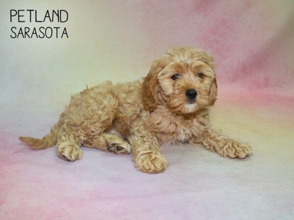 Cockadoodle-DOG-Male-Red-24817-Dream Tails Sarasota, Florida