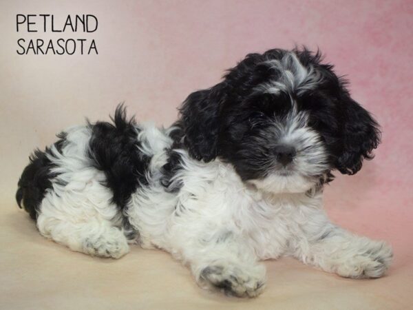 Cockachon-DOG-Female-BLACK  WHITE-24818-Dream Tails Sarasota, Florida