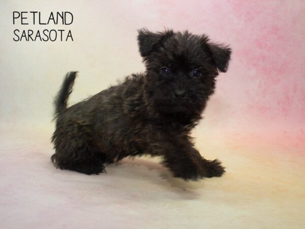 Havachon-DOG-Male-BRINDLE-24819-Dream Tails Sarasota, Florida