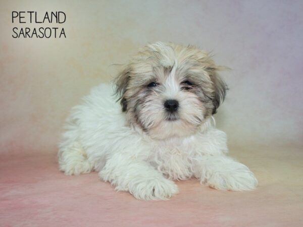 Maltishi-DOG-Male-brown white-24862-Dream Tails Sarasota, Florida