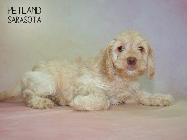 Cockadoodle-DOG-Female-APRICOT WHITE-24861-Dream Tails Sarasota, Florida