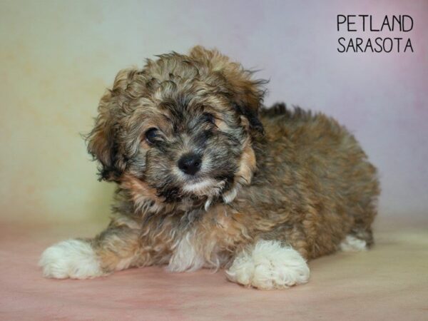Havanese-DOG-Male-brown white-24860-Dream Tails Sarasota, Florida