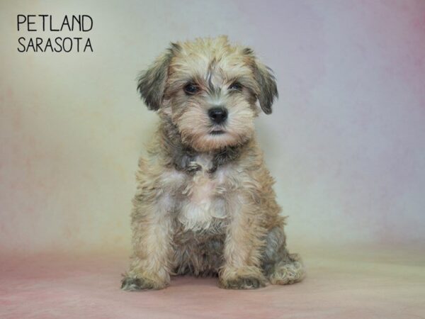 Miniature Schnauzer-DOG-Female-SALT PEPPER-24859-Dream Tails Sarasota, Florida
