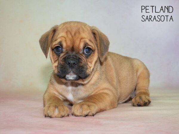 Miniature Bulldog-DOG-Female-Brown-24858-Dream Tails Sarasota, Florida