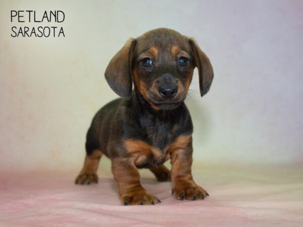 Dachshund-DOG-Male-Red-24857-Dream Tails Sarasota, Florida