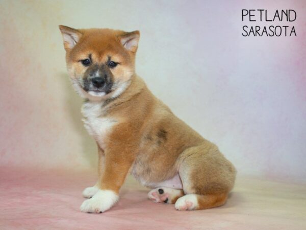 Shiba Inu-DOG-Female-RED-24856-Dream Tails Sarasota, Florida