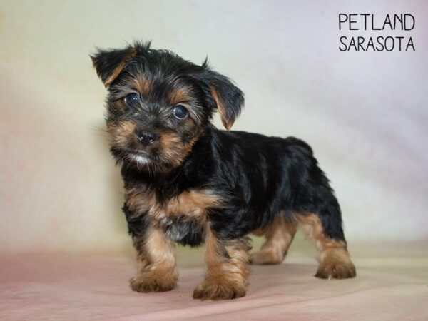 Yorkshire Terrier-DOG-Female-BLACK TAN-24855-Dream Tails Sarasota, Florida