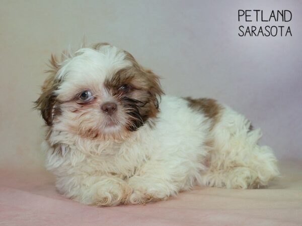 Shih Tzu-DOG-Male-brown white-24854-Dream Tails Sarasota, Florida