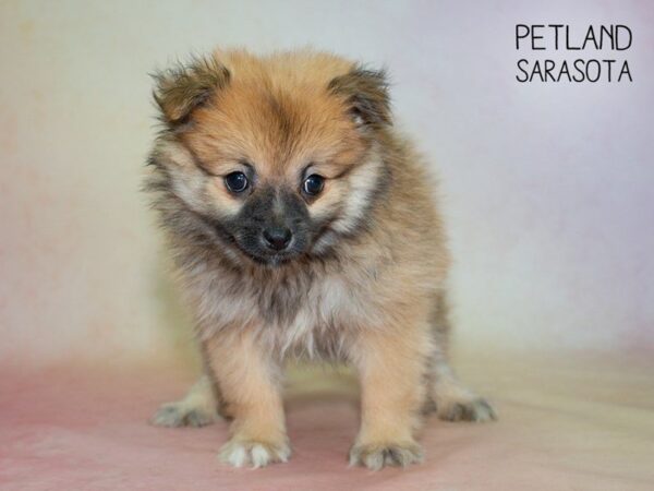 Pomeranian-DOG-Female-SABLE-24853-Dream Tails Sarasota, Florida