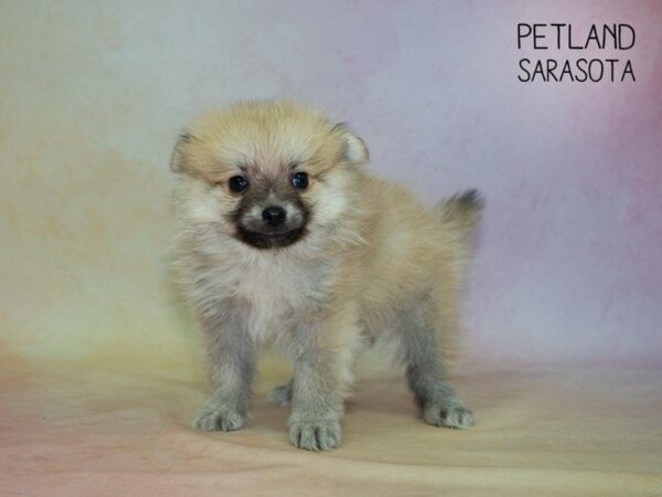 Pomeranian-DOG-Male-SABLE-24852-Dream Tails Sarasota, Florida