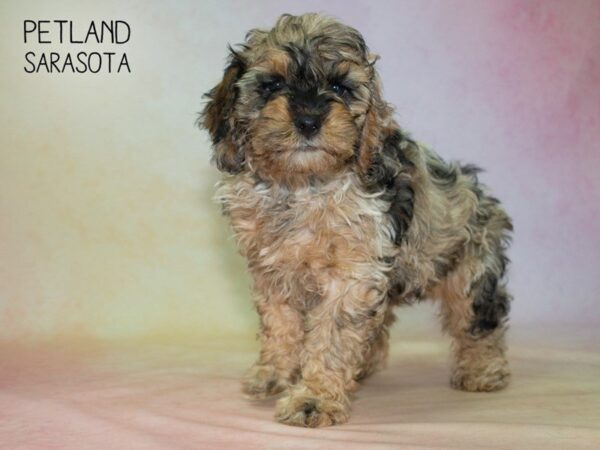 Cockapoo-DOG-Female-CHOC MERLE-24851-Dream Tails Sarasota, Florida