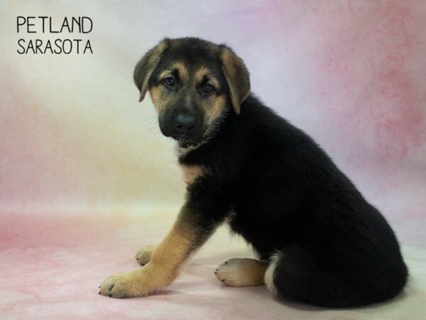 German Shepherd-DOG-Female-Black and Tan-24850-Dream Tails Sarasota, Florida