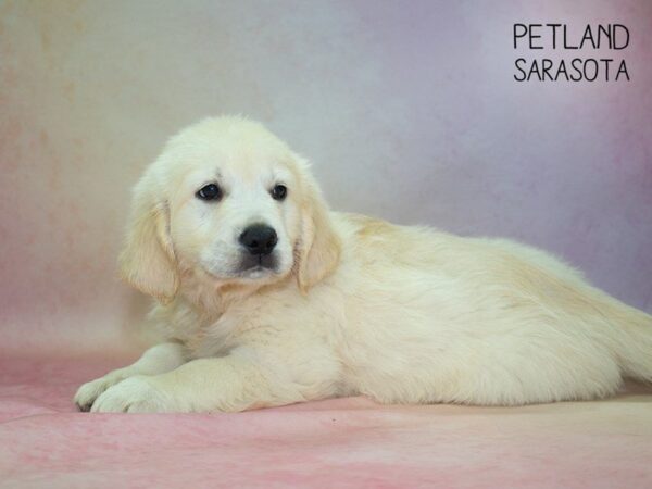 Golden Retriever-DOG-Male-Golden-24849-Dream Tails Sarasota, Florida