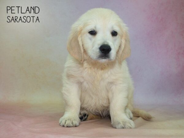 Golden Retriever-DOG-Female-Golden-24848-Dream Tails Sarasota, Florida