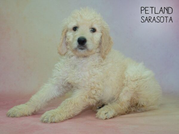 Goldendoodle-DOG-Female-cream-24847-Dream Tails Sarasota, Florida