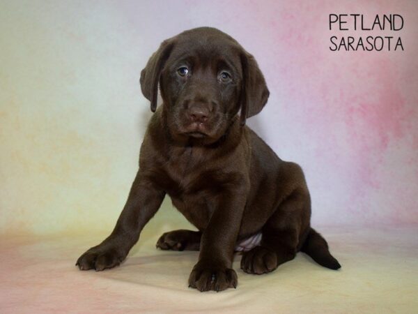Labrador Retriever-DOG-Female-Chocolate-24846-Dream Tails Sarasota, Florida