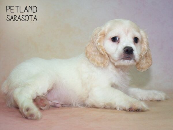 Cockachon-DOG-Male-Cream White-24845-Dream Tails Sarasota, Florida