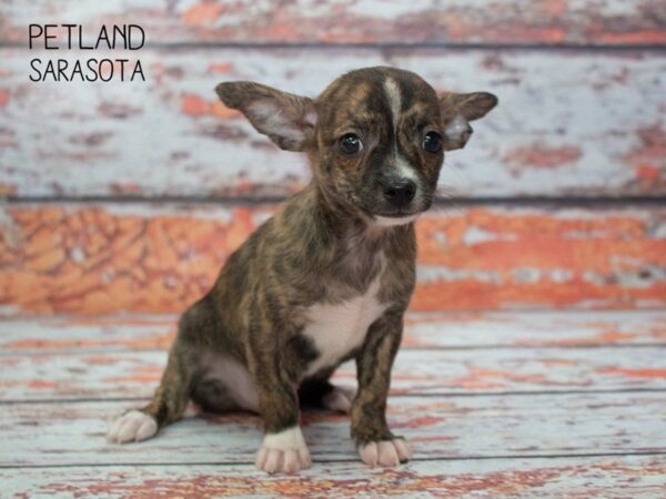 Chihuahua-DOG-Male-Brindle White-24873-Dream Tails Sarasota, Florida