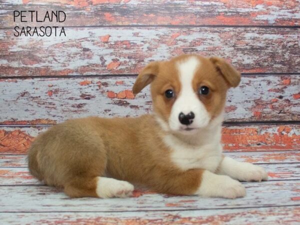 Pembroke Welsh Corgi-DOG-Male-Brown White-24868-Dream Tails Sarasota, Florida