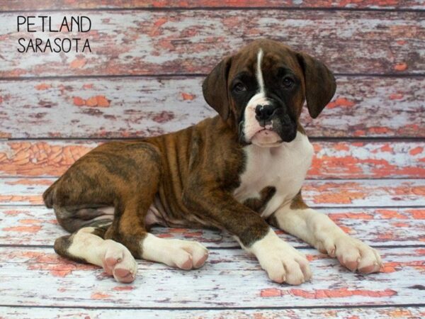 Boxer-DOG-Male-Brindle-24865-Dream Tails Sarasota, Florida